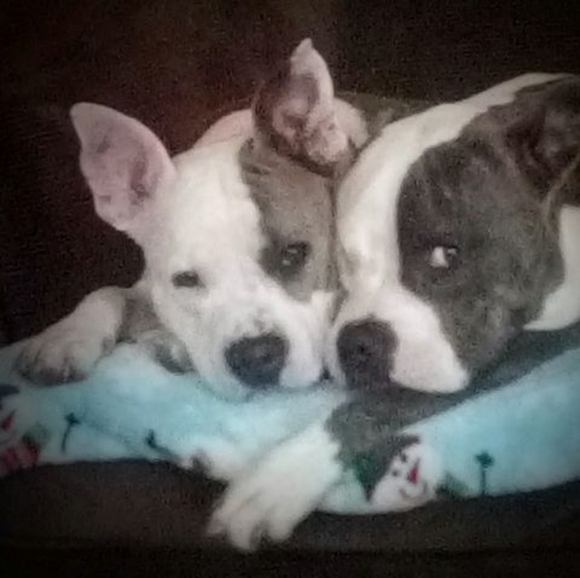 Meet your Posher, Teddy - Picture 1 of 1